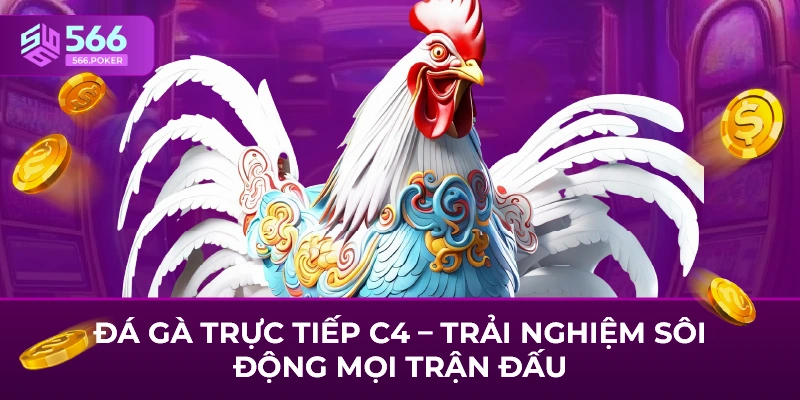 Đá Gà Trực Tiếp C4 – Trải Nghiệm Sôi Động Mọi Trận Đấu